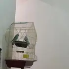 طيور الحب بادجي للبيع ذكر وانثى