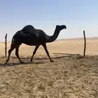 ناقة ام رابع منتج للبيع ميت حوارها قبل اربع شهور