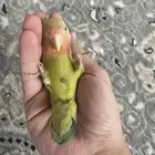 للبيع روز اليف