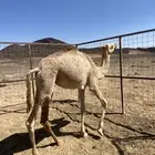 بكره للبيع