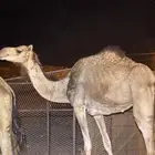 ناقة حايل