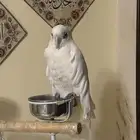 كوكاتو جوفين