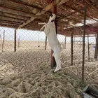 مشاريع فحول بيشيات صنف