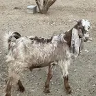 تيس