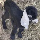 تيس داغور ميته أمه