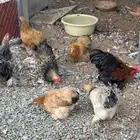 دجاج كوشن بشاير