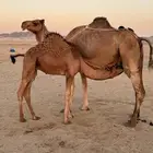 ناقه خلفه معها قعود