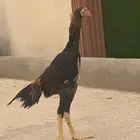 ديك شامو الماني