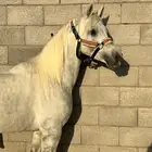 حصان واهو للبيع