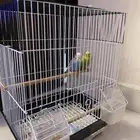 طيور الحب زوجين زينه