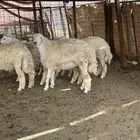 طليان ضحايا من إنتاج المراح