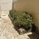 نعناع وحبق و ريحتن للبيع كل الي في الصوره