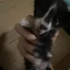 قط مسكين اخدتو من الشارع ماقدر اخليه اهلي مايرضو