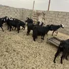 معزا للبيع دفيع