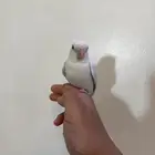 روز