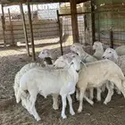 الوسام للذبايح الحري