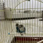 طيور فيش (جوز)