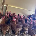 ديوك تركي حمر