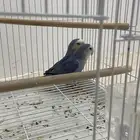 السلام عليكم ورحمة الله وبركاتهاعرض لكم طيور روز