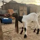 تيس داغور