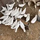 حمام فرنسي جامبو