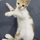 قطوه تبني
