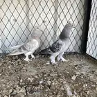 للبيع جوز تركي