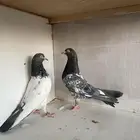 حمام باكستاني رام