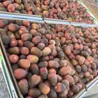 سكرية حمراء عضوية