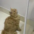 قط لتبنى مع اكله ضروري
