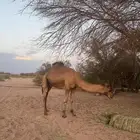 جمل