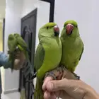 ببغاء الدره اليف