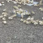 صوص بكين العمر فوق 20 يوم