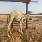 قعود قصب للبيع