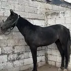 مهر شعبي عربي