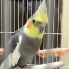 ببغاء كراون