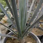 شتلات الخَزم النادره