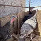 رومي