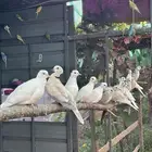 حمام هولندي او قمري