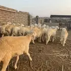 طليان مناسبات مقفله