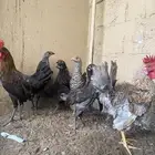 دجاج