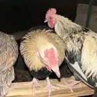 ديوك ترثه عربي تندوري