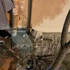 قطه ضايعه