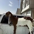 سلام عليكم للبيع جمده هولنديه ثنية