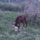 حسيله للبيع