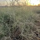 للبيع شتلات ارطى