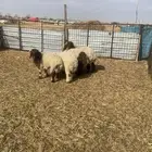 بهم نعيم يوجد تفريد