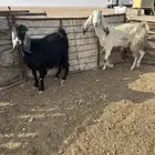 معزاء العدد 2