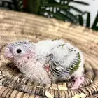 عررض فرخ كنيور اناناس دبل رد فاكتوور رد فيس ( 400 )