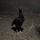 دجاج شامو اصيل ياباني